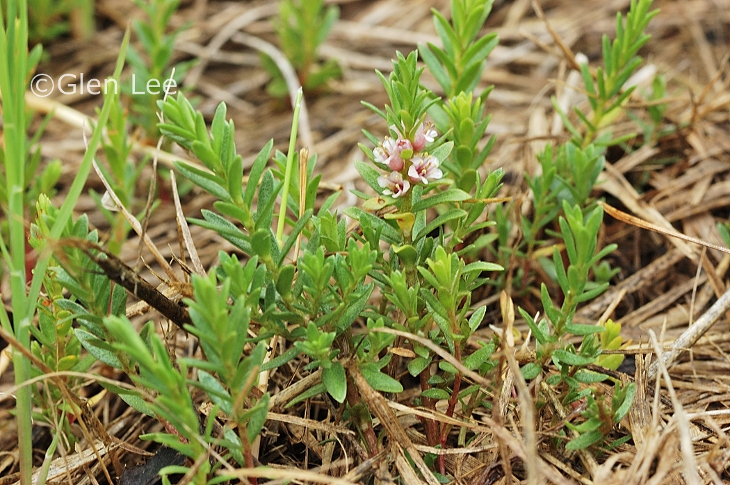 Lysimachia maritima photos Saskatchewan Wildflowers